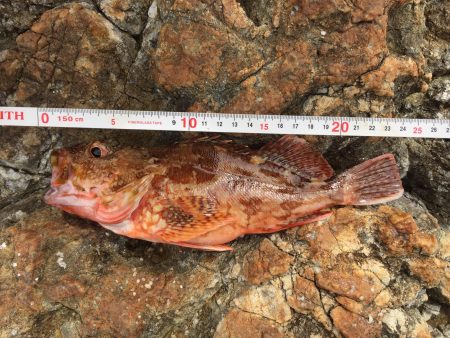 青物ロマンを求めて