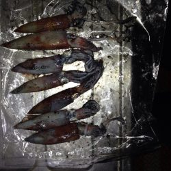 ケンサキ エギング