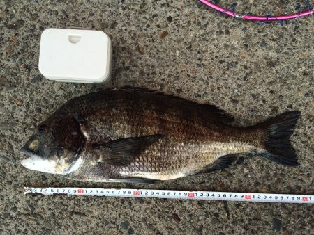 年無しがキター！