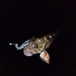 のんびりガシリング。