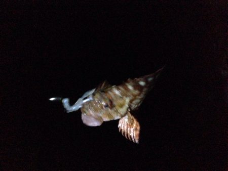 のんびりガシリング。