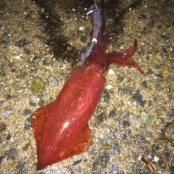 初心者でも釣れる〜ケンサキイカよライトエギング