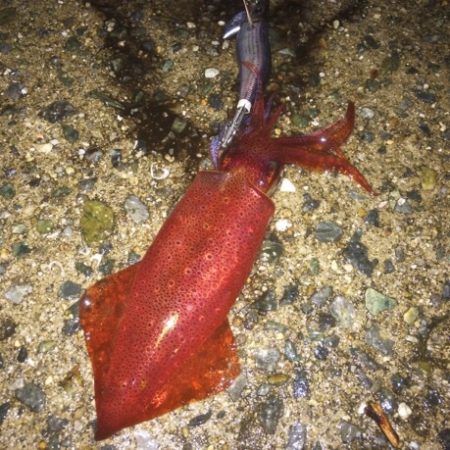 初心者でも釣れる〜ケンサキイカよライトエギ…