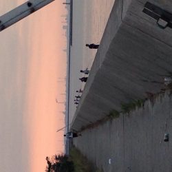 2匹目のドジョウのはずが？