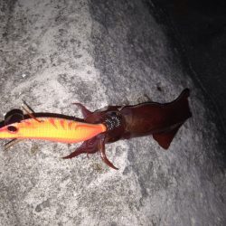 今年初ケンサキイカ