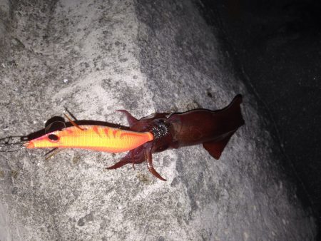 今年初ケンサキイカ