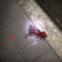 連夜のケンサキ