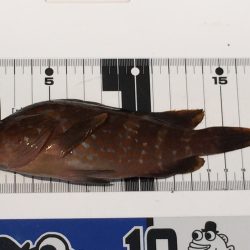 またまたロックフィッシュ‼︎