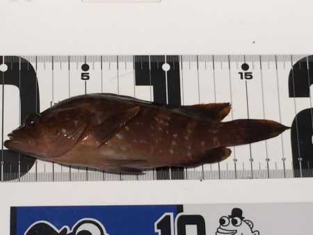 またまたロックフィッシュ‼︎