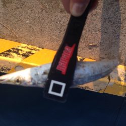 連日のカマス狙い