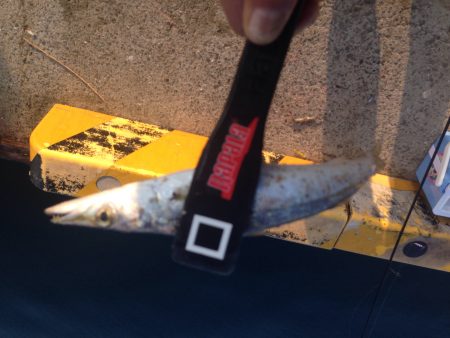 連日のカマス狙い