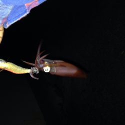 ケンサキイカ釣れてます！