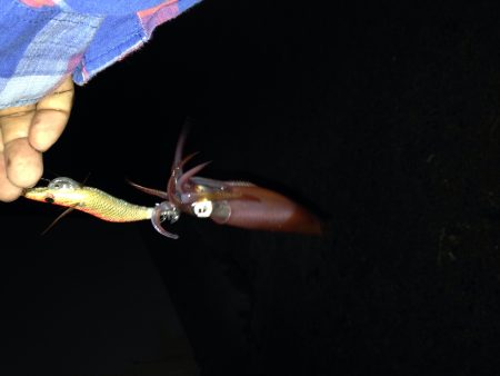 ケンサキイカ釣れてます！