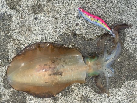 まだいてくれた