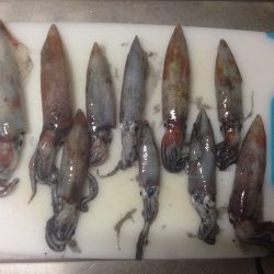 ケンサキ 初つ抜け