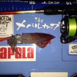 初剣先烏賊エギング