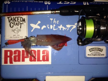 初剣先烏賊エギング