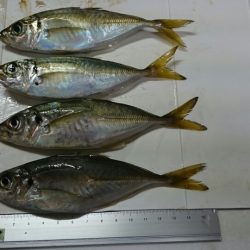 やっとアジが！