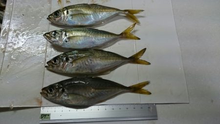 やっとアジが！