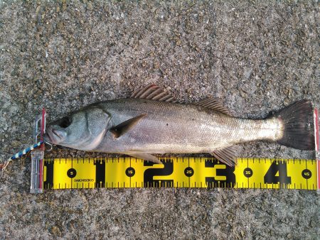 仕事帰りの中島埠頭