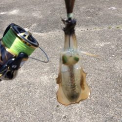 夏イカエギング