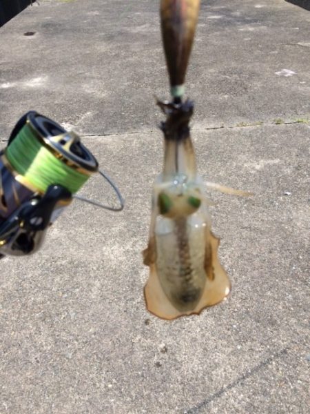 夏イカエギング