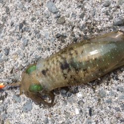 デイ新子エギング