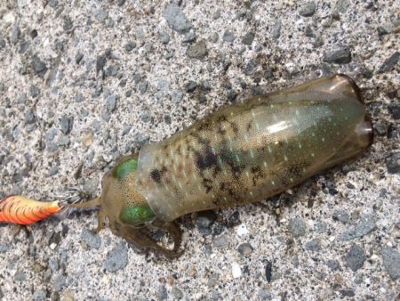 デイ新子エギング