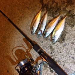 初めてのアジング