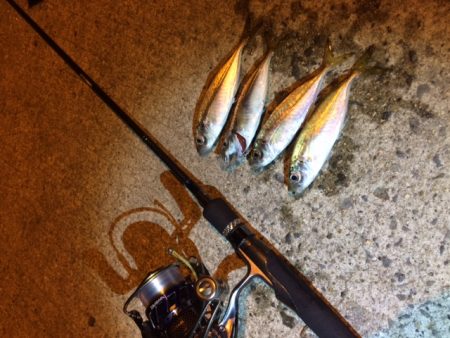 初めてのアジング