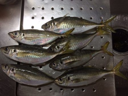 夜アジ＆メバル