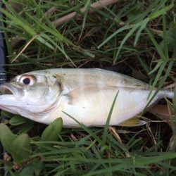 紀ノ川ライトゲーム