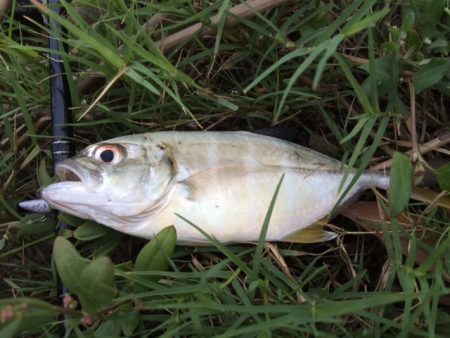 紀ノ川ライトゲーム