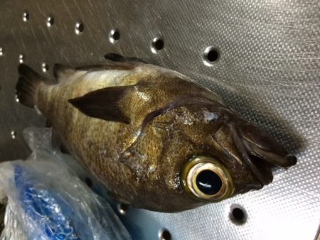 やっぱり前回のはマグレだった・・・