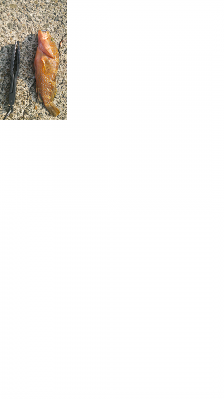 ロックフィッシュ