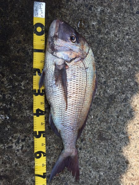 ショアラバ？ワーミング