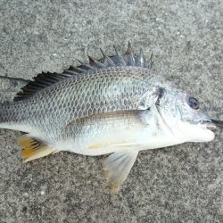 初落とし込み釣果