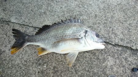 初落とし込み釣果