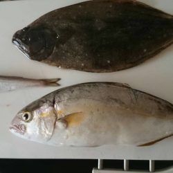 ジギングサビキ最高！