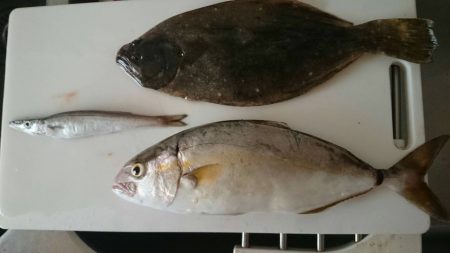 ジギングサビキ最高！