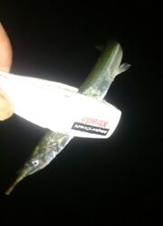 アジングなのに