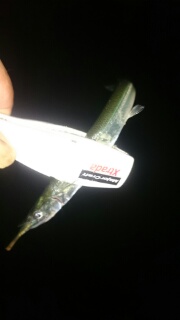 アジングなのに