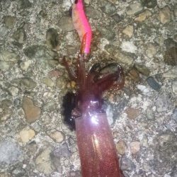 ケンサキ釣れました！