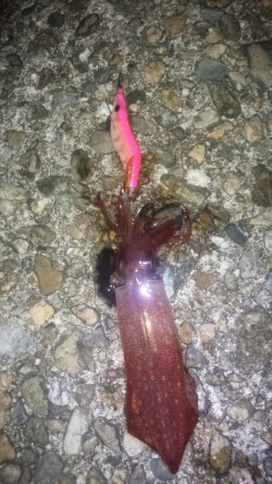 ケンサキ釣れました！