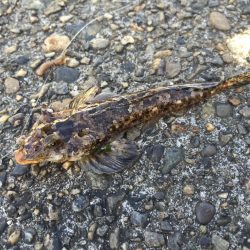 今日は全く釣れませんでした(´д｀|||)