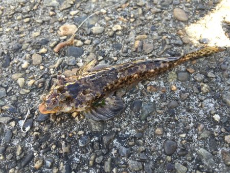 今日は全く釣れませんでした(´д｀|||)