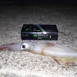 今年初のイカー！