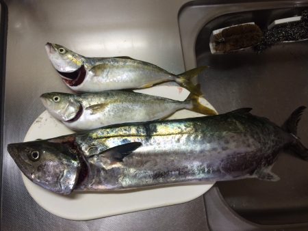 青物時合いは短し