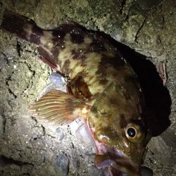 今日はおいしく頂けそう(^_^)