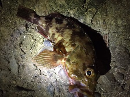 今日はおいしく頂けそう(^_^)
